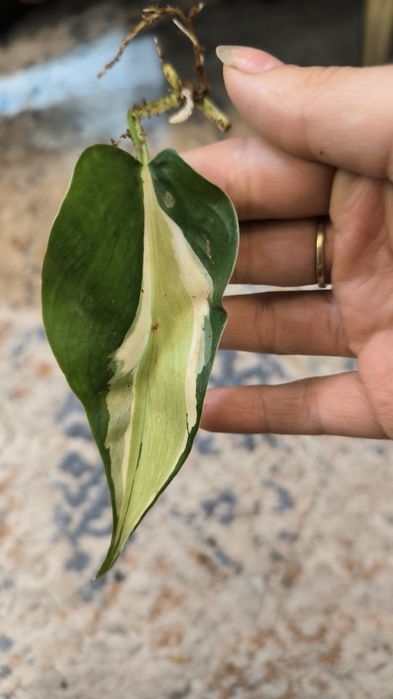 Philodendron Cream splash Sadzonka