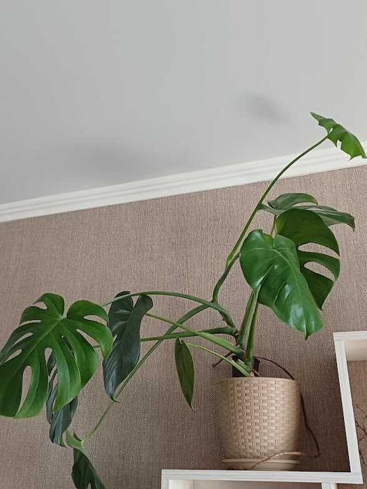 Молодая растущая монстера высотой 80  см