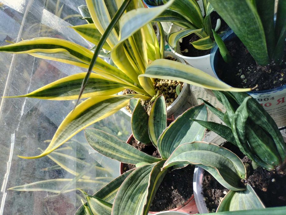 Sansevieria hallii baseball bat: 1 250 грн. - Кімнатні рослини
