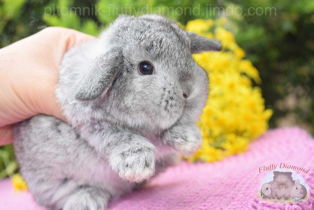 Висловухі кролики NHD. Роскішні кроленята з розплідника. Великий вибір