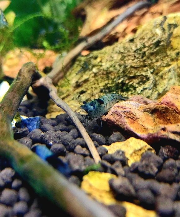 Krewetki carbon blue rilli neocaridina