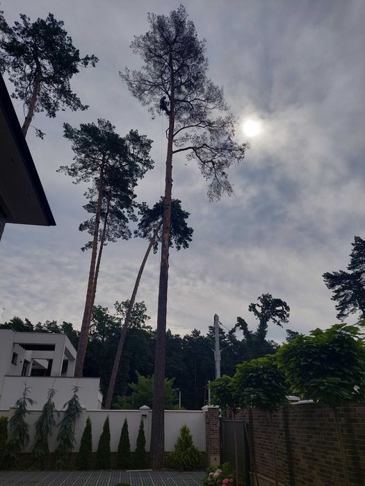 Обрізка складних,важкодоступних дерев Львів та область