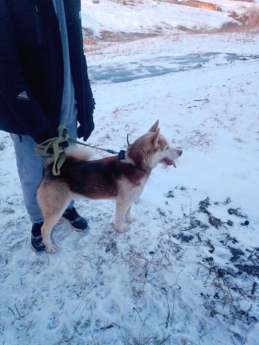 Собака, тварини, коти