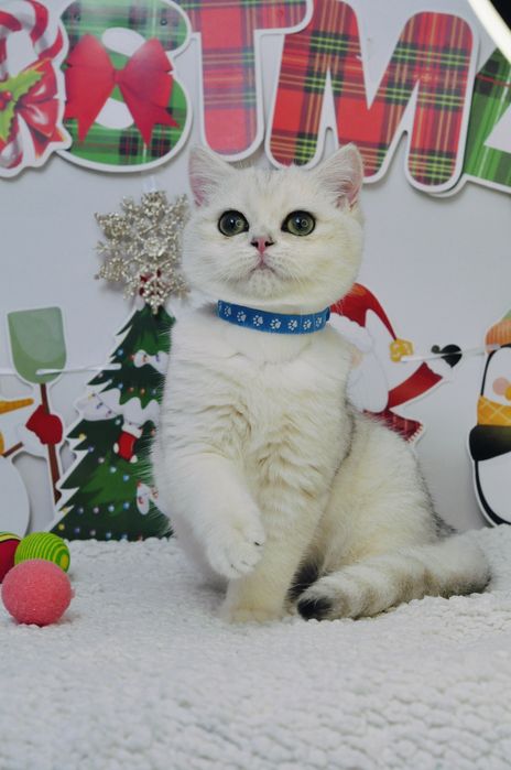 Британський хлопчик красунчик