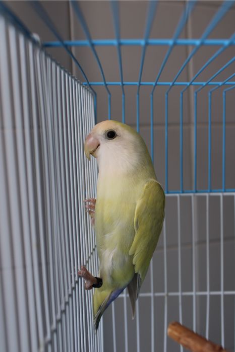 Agapornis roseicollis macho