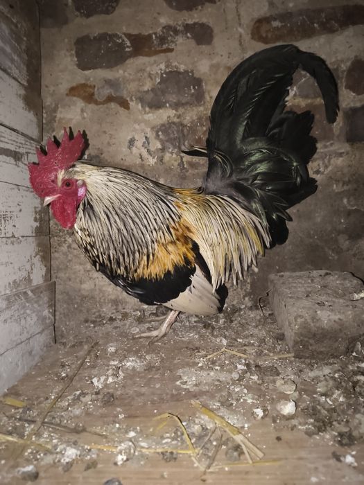 Liliputy  koguciki niebieski i pomarańcz