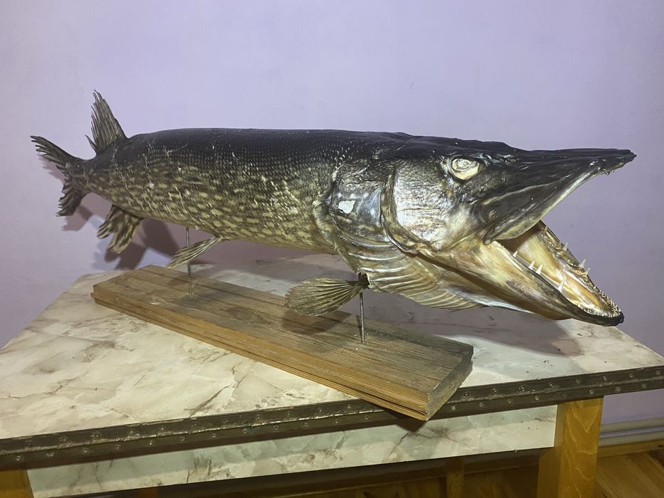 Чучело трофейної щуки