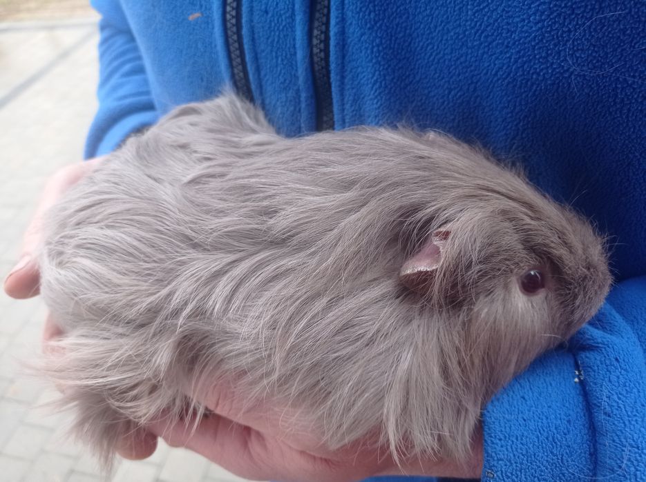 Świnka morska. Cavia domowa.