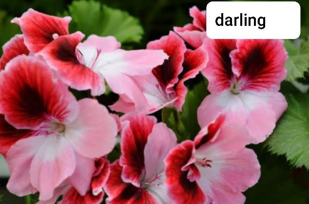 Пеларгонія королівська.