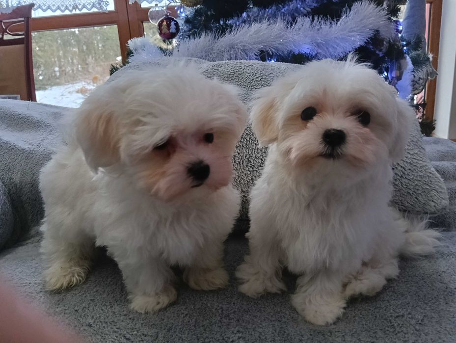 Maltańczyk szczeniak