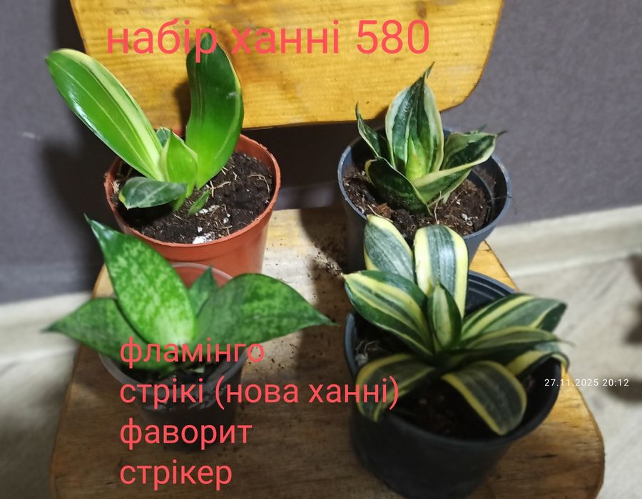 Сансевієрії ханні і інші