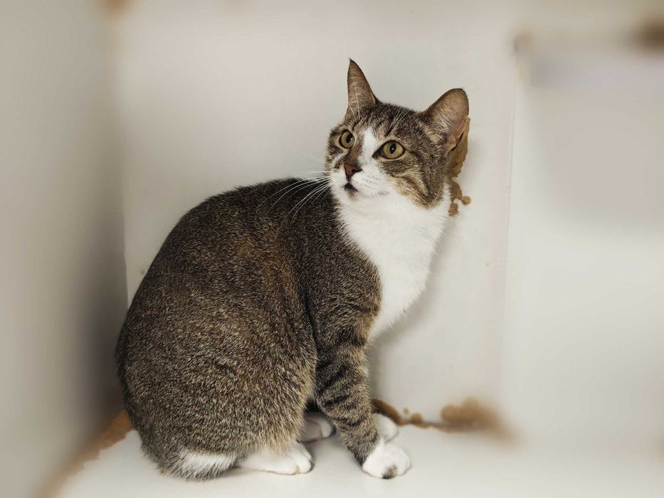 Кішка Ненсі у пошуках дому