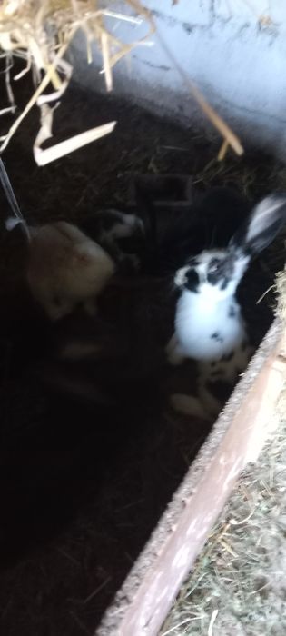 Króliki Belgijskie