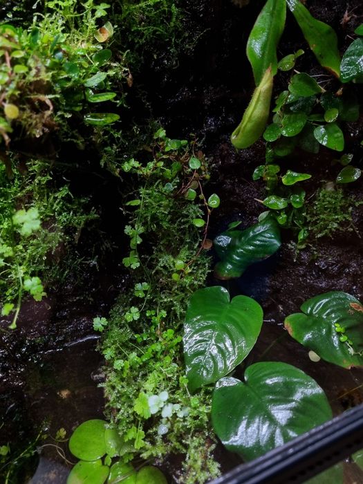 Terrarium tropikalne na zamówienie