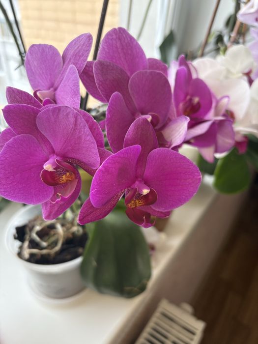 Орхідея , фелінопсіс фіолетового кольору