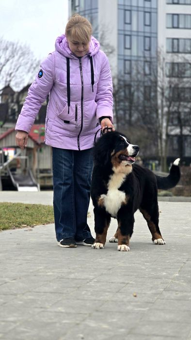 Шикарна  FIDGI, дівчинка 13 липня народилась,5 місяців