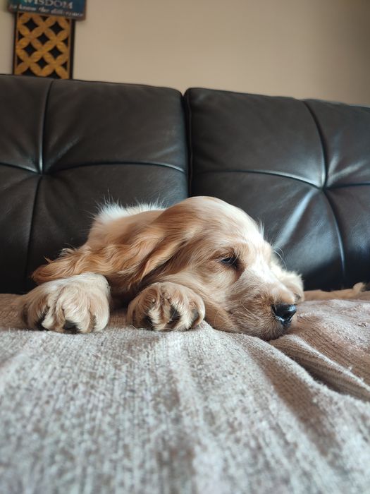 Cocker spaniel inglês