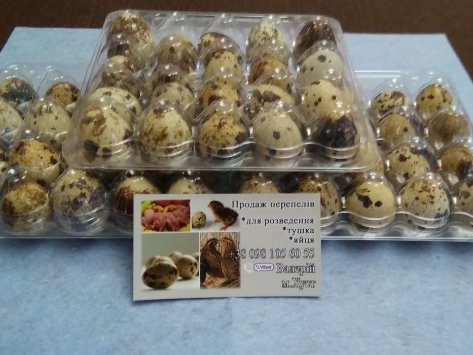 Інкубаційні перепелині яйця