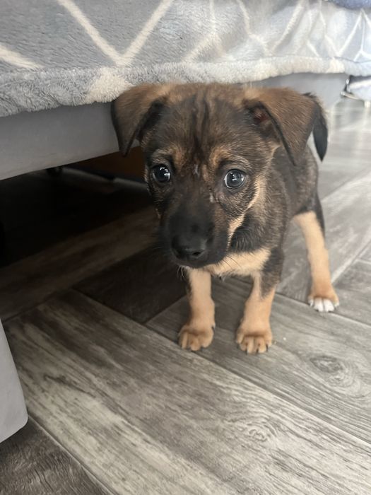 Щенок, 2 месяца, в поиске семьи