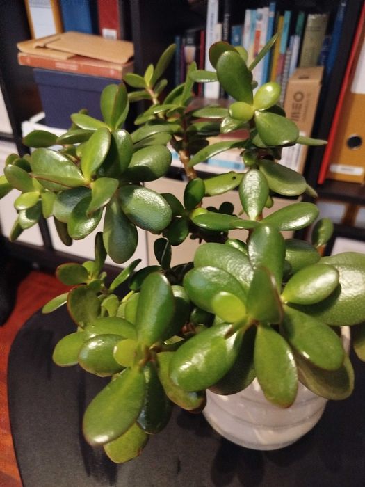 Suculenta: Flor de jade, famosa por atrair prosperidade
