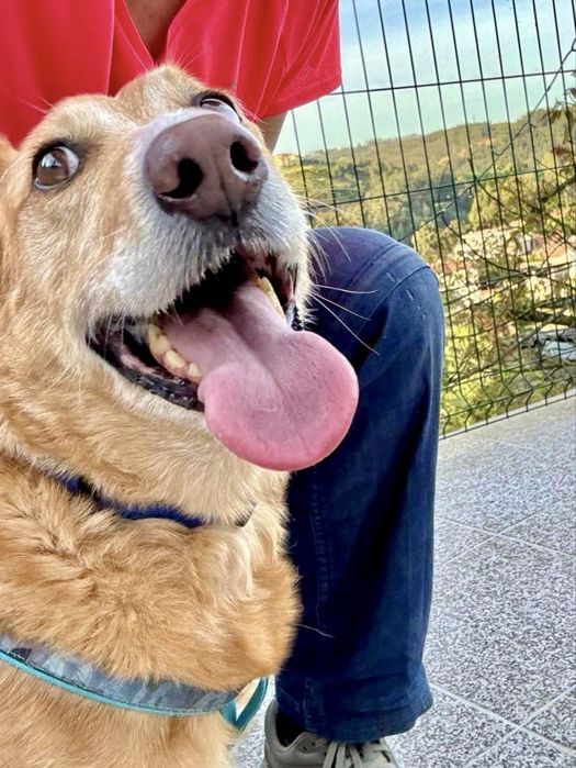 Cão adulto para adoção responsável