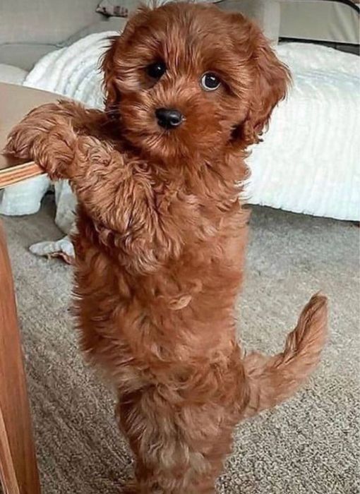 Мальтипу хлопчик чекає на люблячу родину Мальтипу міні Мальтипу ф1