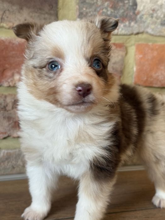 Amerykanski owczarek miniaturow FCI - State Montana suka