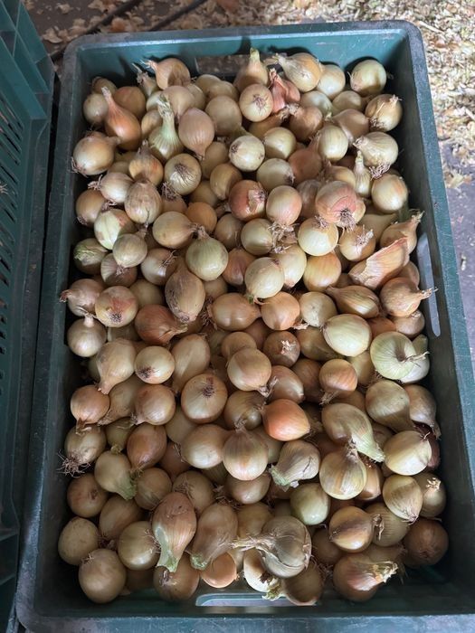 Cebula drobna na wysadke