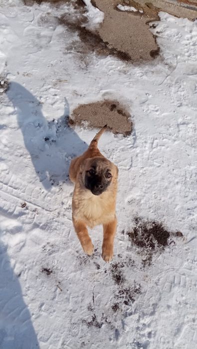 Відамо 2 стерилізовані собачки в хороші руки
