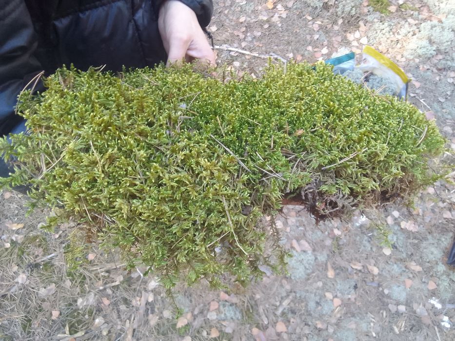 Продаю лісовий мох