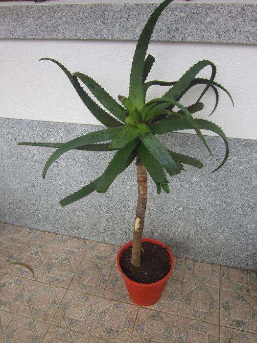 papiro do Chile, planta natural grande e Aloe arborecens