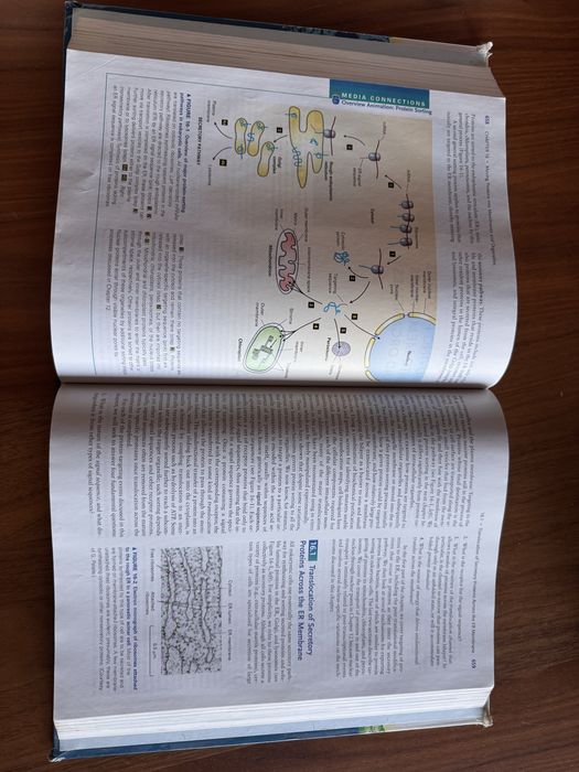Molecular Cell Biology 5th edition