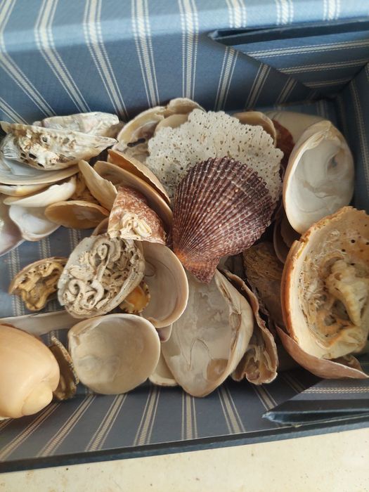 Lote conchas diversas