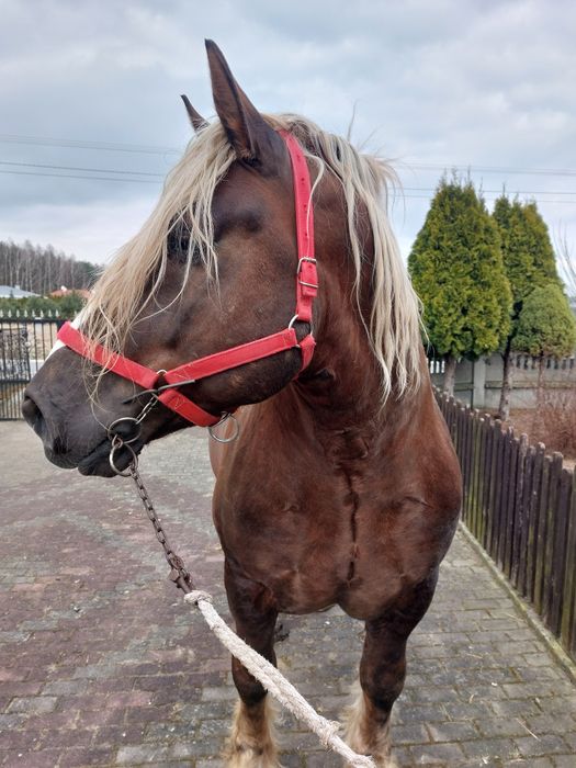 Stanówka Ogier zimnokrwisty Ambroży