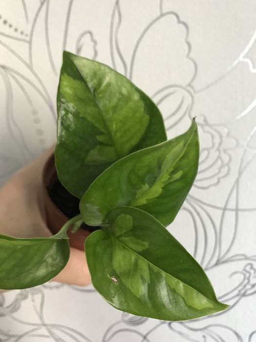 Эпипремнум  Глобал Грин