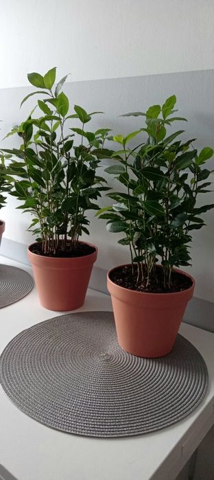 Wawrzyn liść laurowy