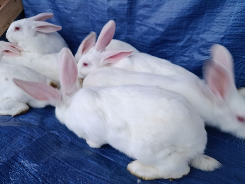 ТЕРМОНЦІ самці і самки.