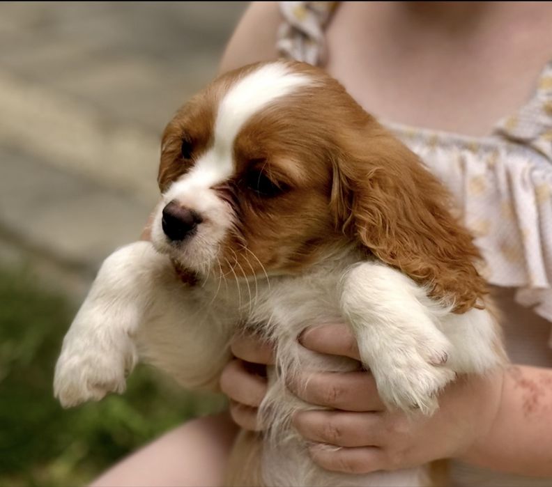 Cavalier King Charles Spaniel suczka szczeniak z rodowodem