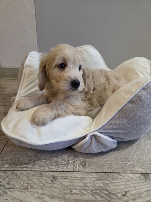Goldendoodle mini szczeniak piesek