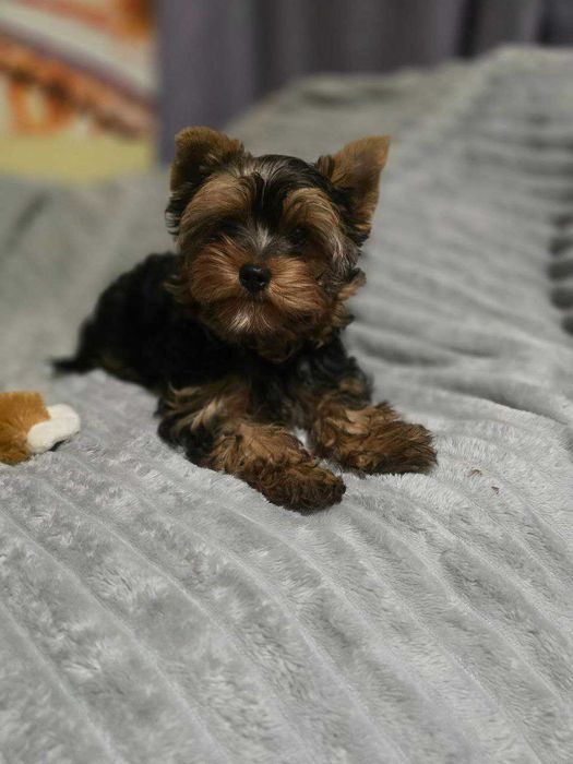 Очаровательные щенки Йоркширского терьера