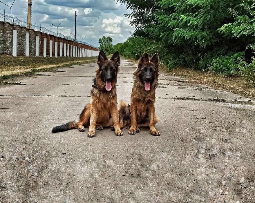 Кінолог. Дресирування собачок