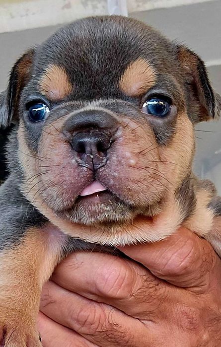 Bulldog francês Macho cor Blue And Tan
