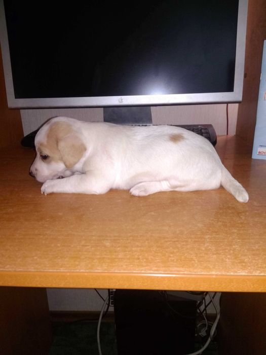 Милі дівчатка джек-рассела шукають люблячих господарів