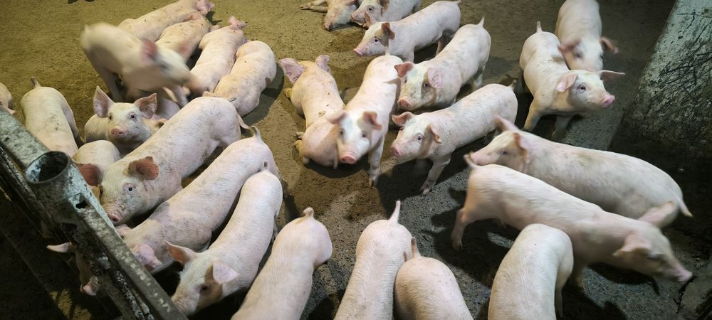 Продам поросят для подальшої відгодівлі