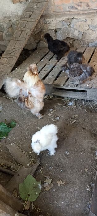 Китайские шёлковые куры