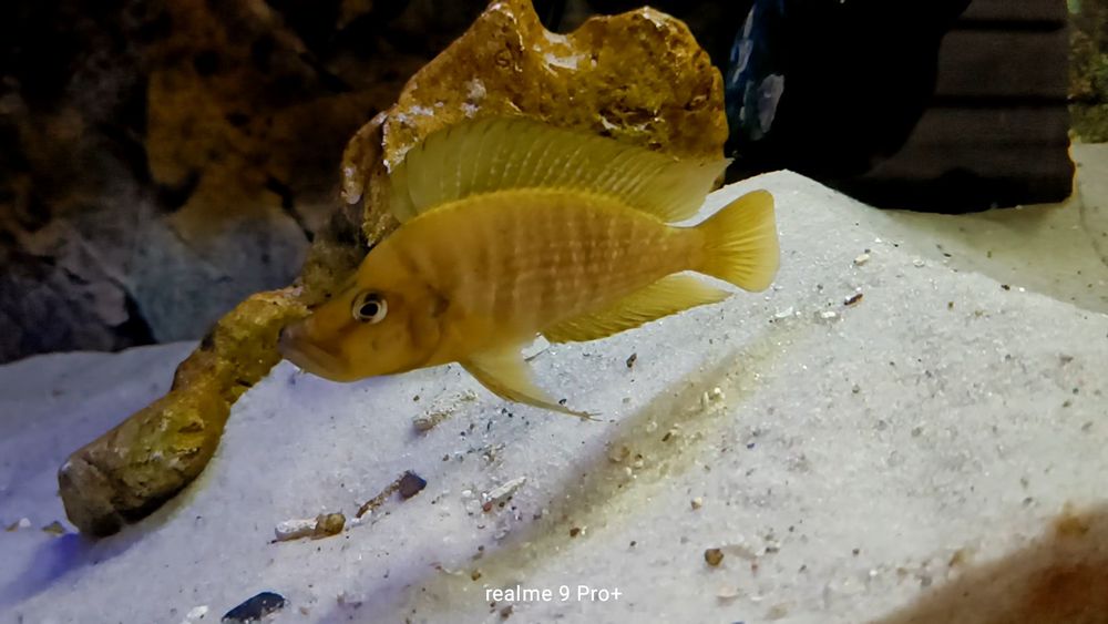 A,compressiceps mandatrin Rubumba