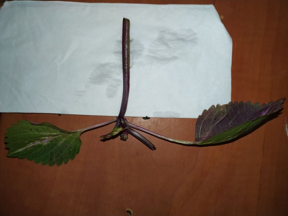 Sadzonki koleusa (pokrzywa brazylijska)