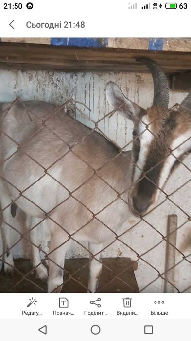 Продам козу козички цап Англо Нубійська Порода