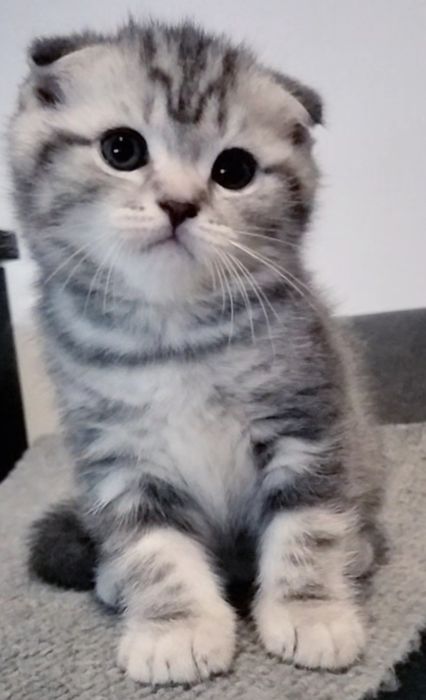 Menino fofo tabby silver