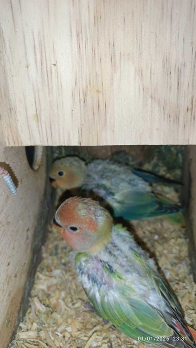 Agapórnis para cedencia